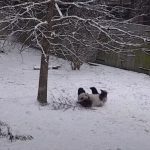 大雪が降ってパンダが大はしゃぎして遊びまくる動画が可愛すぎるw