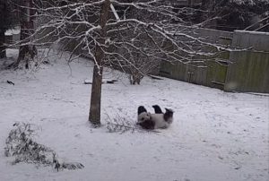 大雪が降ってパンダが大はしゃぎして遊びまくる動画が可愛すぎるｗ