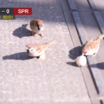すずめが公園でサッカーをしている様子の実況中継が面白い!!