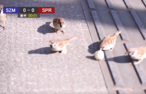 すずめが公園でサッカーをしている様子の実況中継が面白い！！
