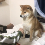 手品に驚いたワンちゃんの全力リアクションが可愛すぎる!!