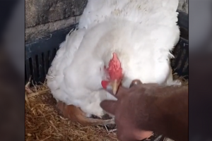 ニワトリが大事に温めていた超かわいい意外なものとは！！