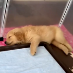 子犬が睡眠中に痙攣を起こしていたので心配で動物病院に連れて行った結果...