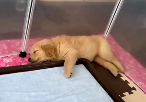 子犬が睡眠中に痙攣を起こしていたので心配で動物病院に連れて行った結果...