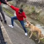 水路に落ちてしまった”野良犬を連携プレーで救出”した結果...