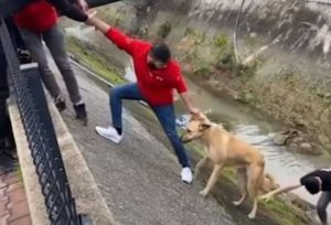 水路に落ちてしまった”野良犬を連携プレーで救出”した結果...