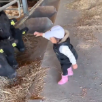 子どもが一生懸命に牛に餌をあげる動画に癒されるーw