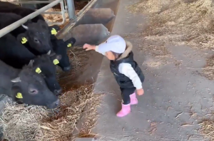 子どもが一生懸命に牛に餌をあげる動画に癒されるーｗ