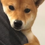 お風呂を嫌がる柴犬が飼い主に抵抗する姿がかわいすぎるw