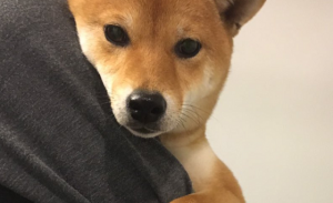 お風呂を嫌がる柴犬が飼い主に抵抗する姿がかわいすぎるｗ