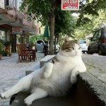 トルコで街中から愛された猫の”トンビリくん”が銅像になった?!
