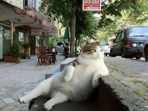 トルコで街中から愛された猫の”トンビリくん”が銅像になった？！