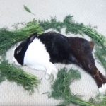 ぐっすり眠っているウサギを餌で囲んで起きた瞬間のリアクションが...