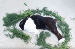 ぐっすり眠っているウサギを餌で囲んで起きた瞬間のリアクションが...