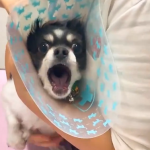 予防接種を受けに行ったワンちゃんの注射を嫌がる反応が凄すぎるw