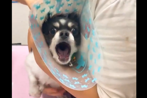 予防接種を受けに行ったワンちゃんの注射を嫌がる反応が凄すぎるｗ