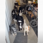 ドアマナーの訓練で飼い主に順番に名前を呼ばれるワンコたちの最後に残ったワンコが我慢できずに...