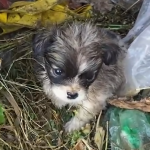 ゴミ捨て場で見つかった子犬の半年後の姿に涙が溢れる...