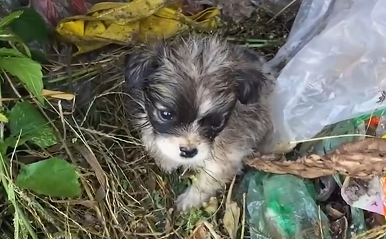 ゴミ捨て場で見つかった子犬の半年後の姿に涙が溢れる...