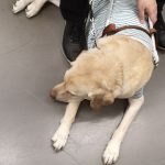 電車の中で歩きスマホの人に足を踏まれた盲導犬の姿に涙が溢れる...