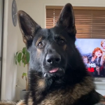元麻薬探知犬が”ある言葉”を聞いたときの反応を撮影した動画が凄すぎる!!