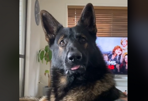 元麻薬探知犬が”ある言葉”を聞いたときの反応を撮影した動画が凄すぎる!!