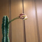”サボテンの花”の何年かに一度一夜だけ咲いて朝には萎む珍しい開花を撮った動画が凄すぎる!!