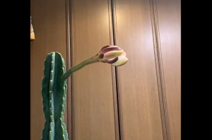 ”サボテンの花”の何年かに一度一夜だけ咲いて朝には萎む珍しい開花を撮った動画が凄すぎる！！