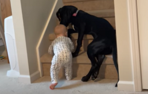 赤ちゃんに危険が及ばないように子守するワンちゃんが素敵すぎる！！