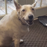 耳が聞こえない犬が飼い主に”吠える”姿になぜか涙がでる...