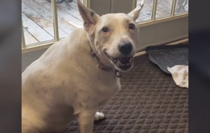 耳が聞こえない犬が飼い主に”吠える”姿になぜか涙がでる...
