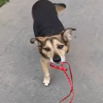 リードを手放した飼い主にリードを持ってくるワンちゃんが賢すぎる!!