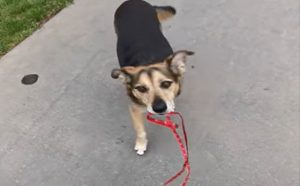 リードを手放した飼い主にリードを持ってくるワンちゃんが賢すぎる！！