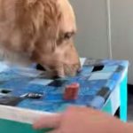 ワンちゃんがモグラたたきの要領で出てくるウインナーがなかなか食べられずとった暴挙とは...