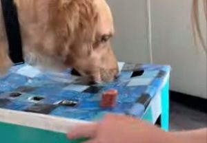 ワンちゃんがモグラたたきの要領で出てくるウインナーがなかなか食べられずとった暴挙とは...