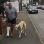 愛犬の歩き方がおかしくなったからレントゲンを撮った結果が優しさにあふれていた...