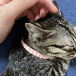 獣医から告げられた子猫があまりご飯を食べなくなった理由とは...