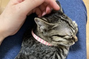 獣医から告げられた子猫があまりご飯を食べなくなった理由とは...
