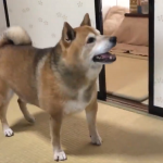 ごはんを忘れた飼い主に皿をぶん投げる柴犬に失笑w